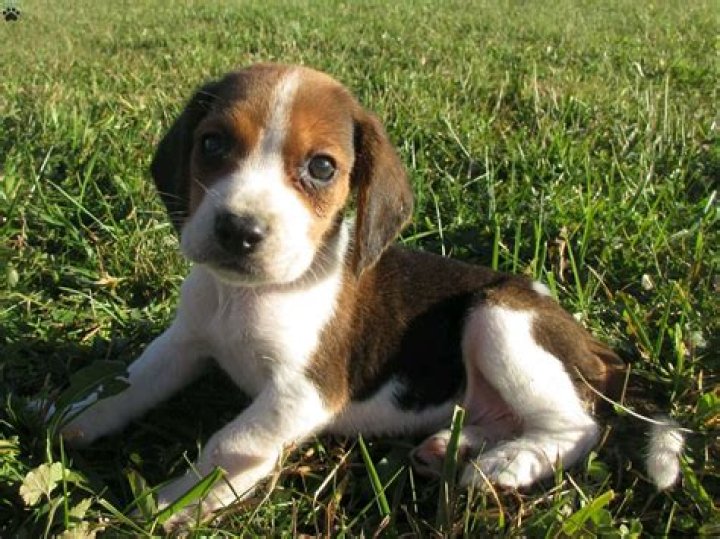 Adorable Beagle Mix Puppies for Sale - Find Your Perfect Friend