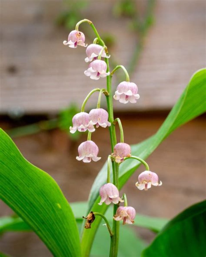 Are Lilies of the Valley Poisonous? Unveiling the Truth Behind These Beautiful Blooms