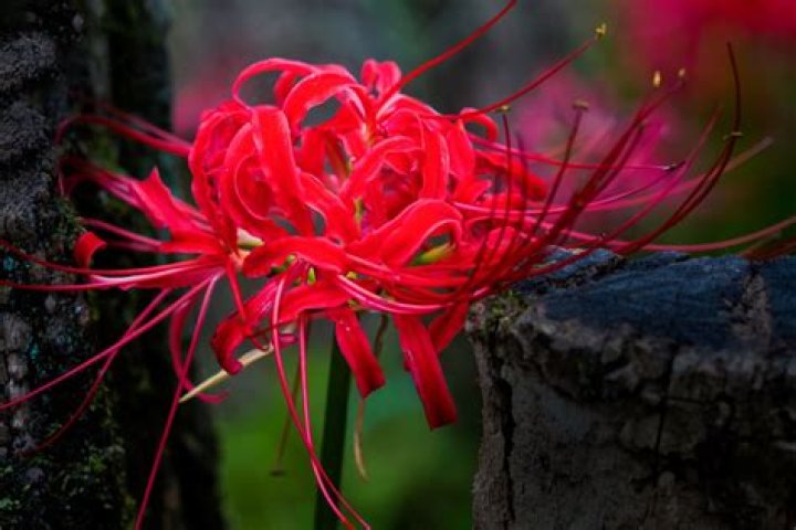 Are Red Spider Lilies Poisonous to Humans? Unveiling the Truth