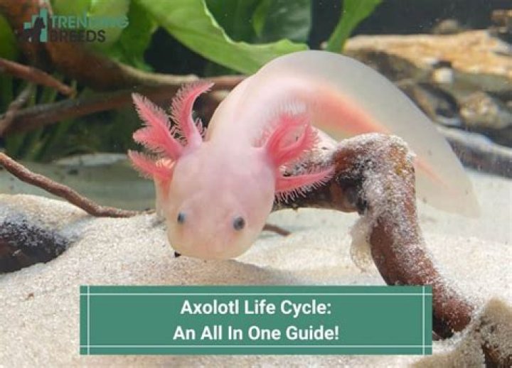 Axolotl Lifespan: Understanding the Extraordinary Life of This Unique Creature
