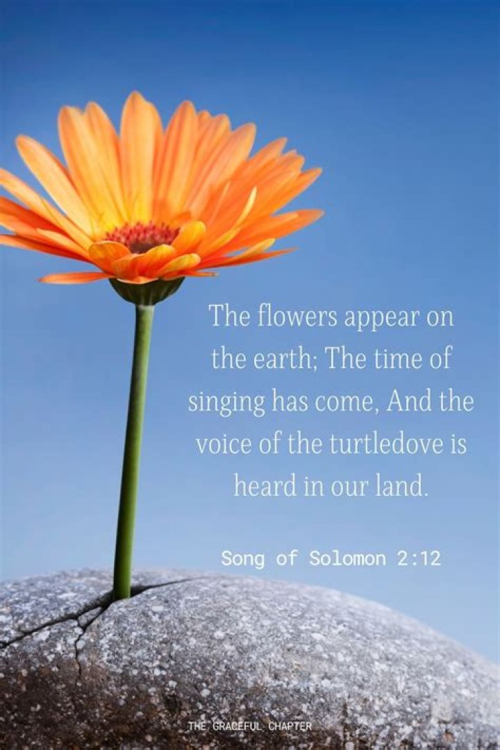 Bible Verse About Flowers: Discovering the Beauty and Meaning