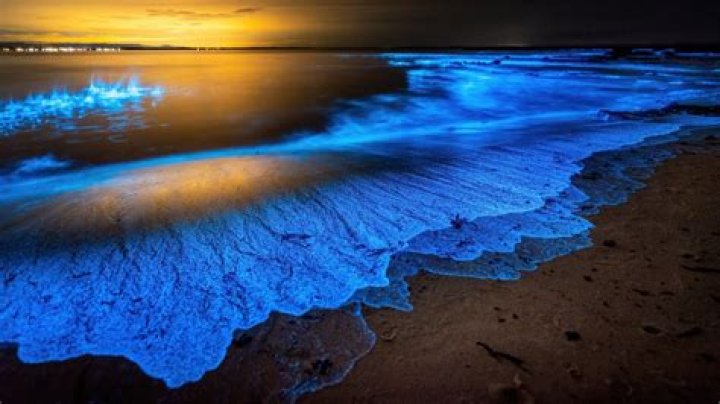 Bioluminescence in San Diego: A Spectacular Natural Wonder