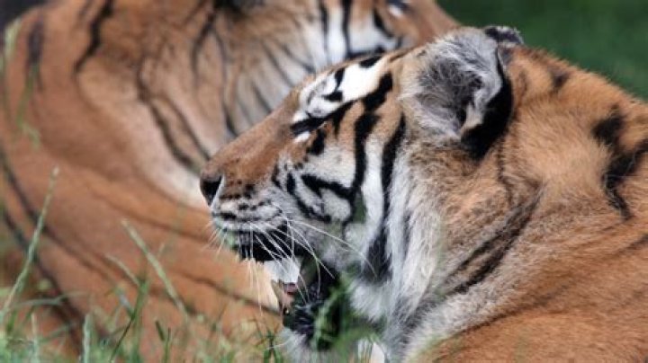 Bronx Tigers: History & Highlights