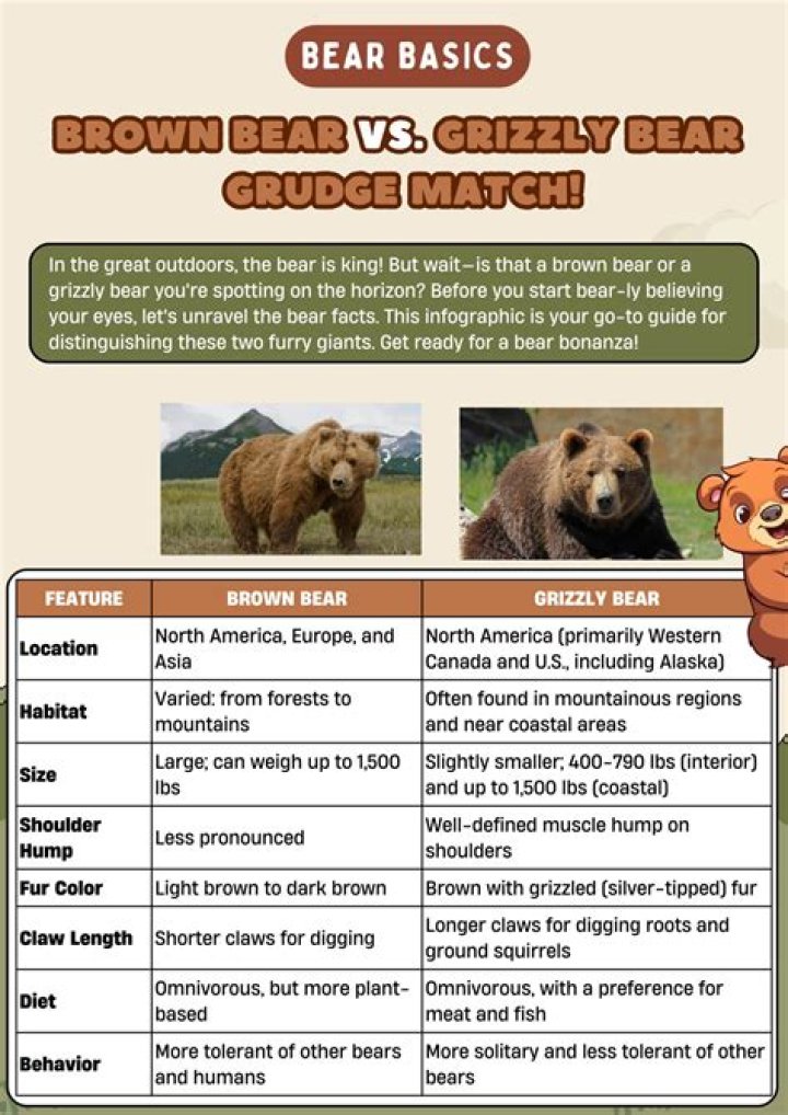 Brown Bear vs Grizzly: Understanding the Differences and Similarities