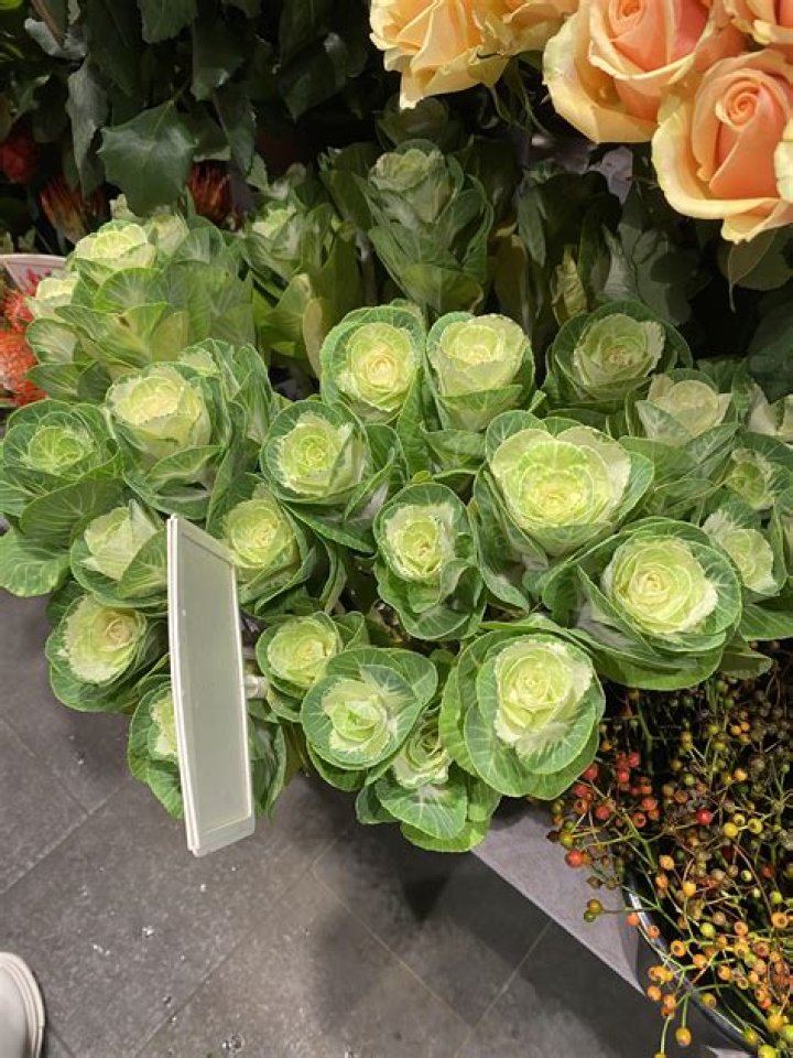 Cabbages TikTok: The Viral Sensation Taking Over Social Media