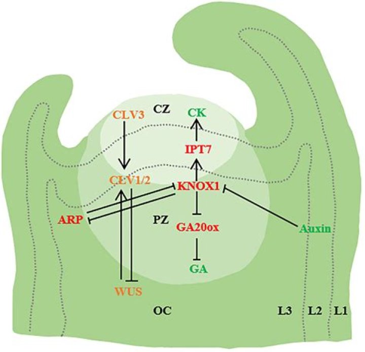 Colin O'Donoghue Relationships: An In-Depth Look at His Personal Life