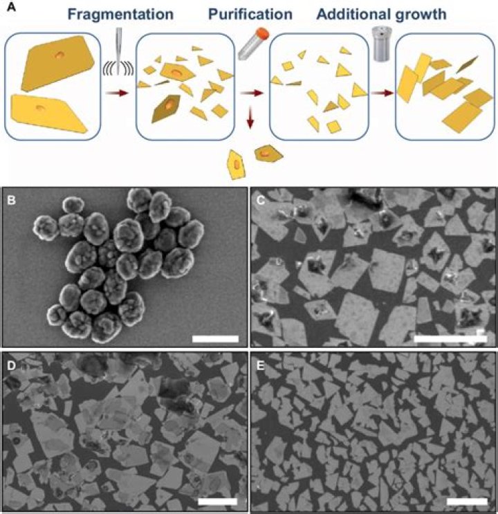 Connor McCaffey: A Rising Star in [Specify Field or Domain]