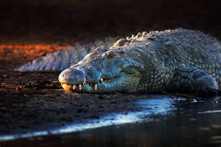 Crocodiles Under Concrete: A Fascinating Look into Urban Wildlife