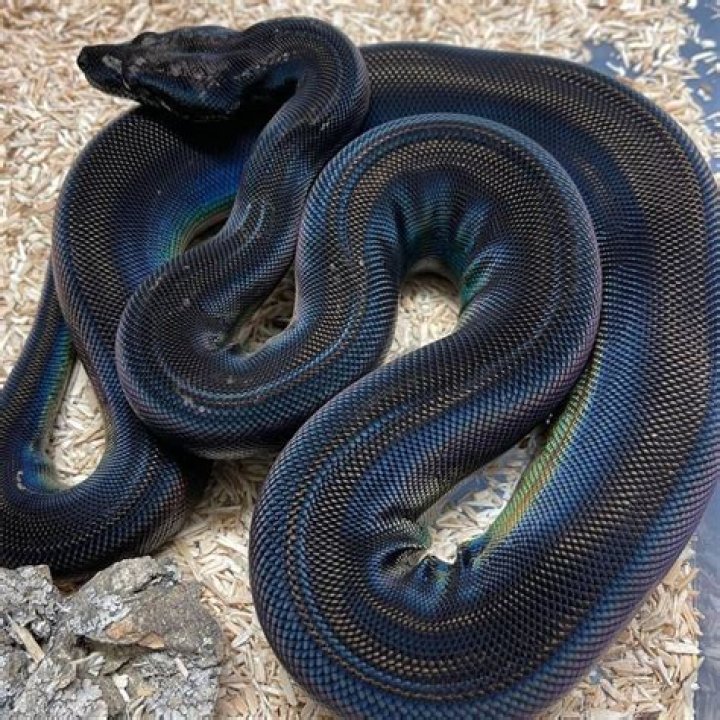 Discovering the Mystique of the Black Python Snake