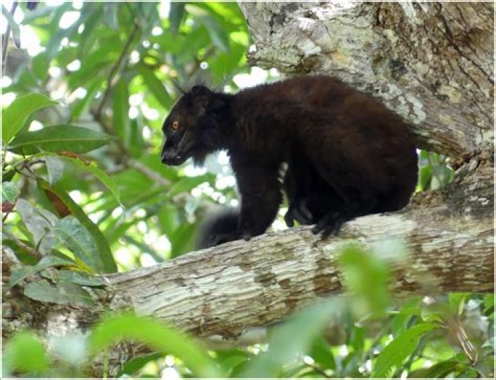 Discovering the Unique World of Evoolo