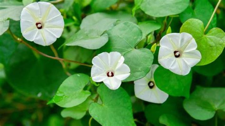 Discovering Westfield West Covina: A Comprehensive Guide