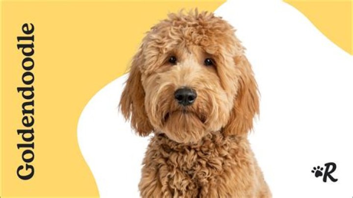 Everything You Need to Know About Goldendoodle Minis