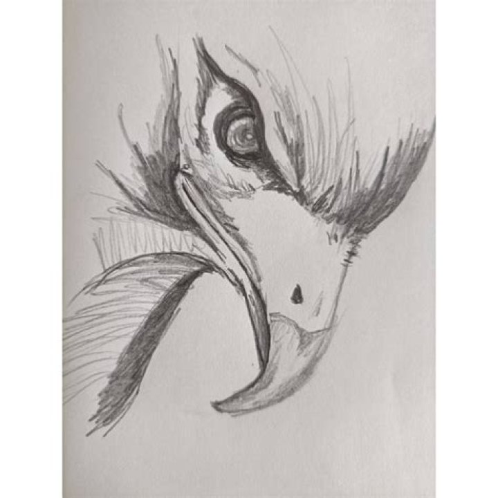 Exploring the Enigmatic "Fotos Nidoa de Aguilas": A Deep Dive into Nature's Marvels