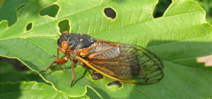 Exploring the Fascinating World of Morton Arboretum Cicadas