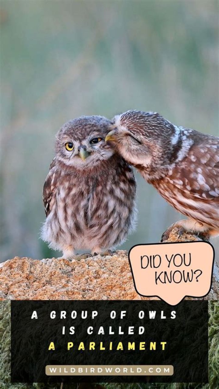Exploring the Fascinating World of the Parliament of Owls