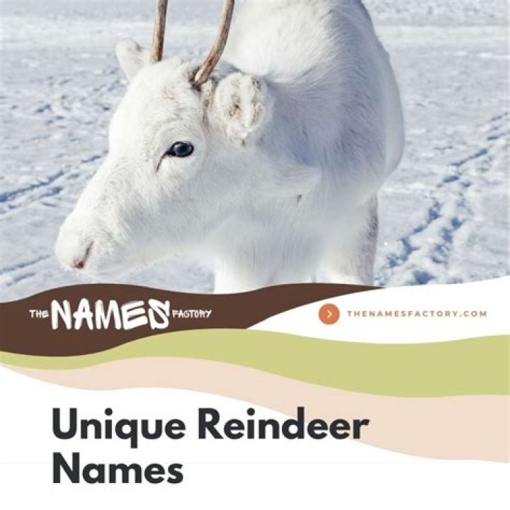 Exploring the Most Popular Reindeer Names: A Comprehensive Guide