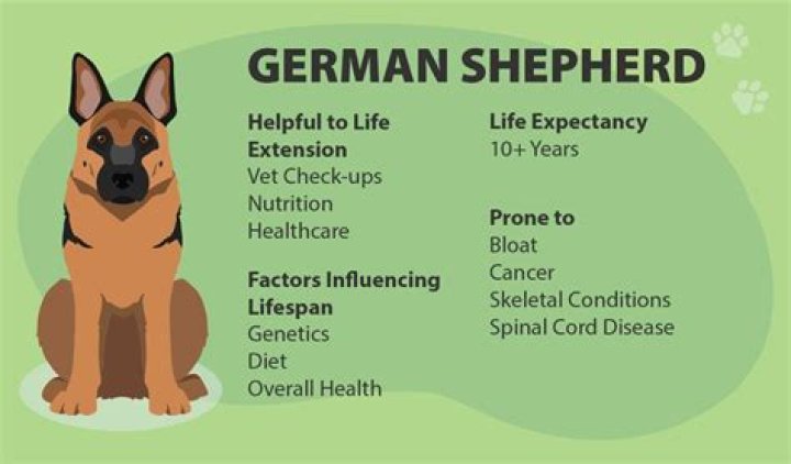 German Shepherd Life Expectancy: Understanding Their Lifespan and How to Extend It
