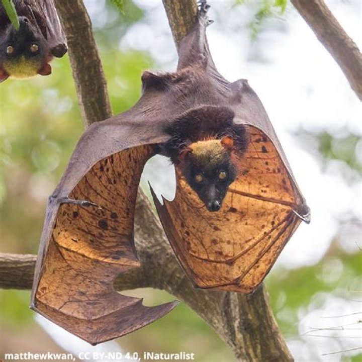 Giant Golden Crowned Fox Bat: The Majestic Mammal of the Skies