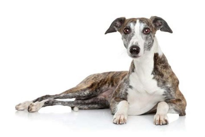 Greyhound: The Ultimate Guide to Understanding and Owning This Majestic Breed