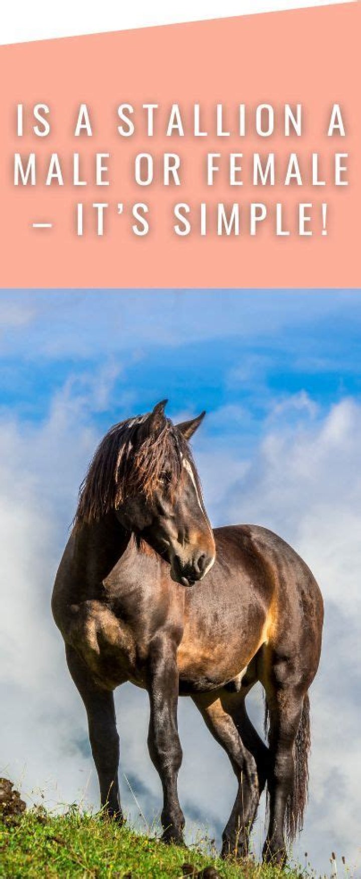 Is a Stallion a Male or Female?