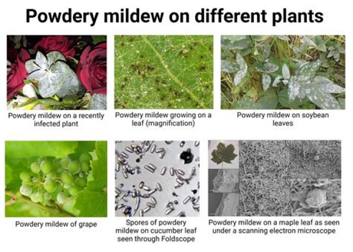 Is There Powdery Mildew in the Tundra?