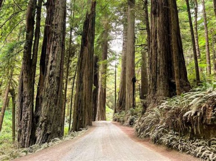 Jedediah Smith Redwood State Park: A Majestic Wilderness in California
