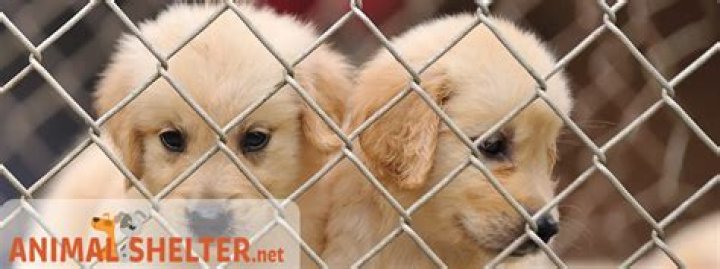 Jurupa Valley Animal Shelter: A Haven for Homeless Pets