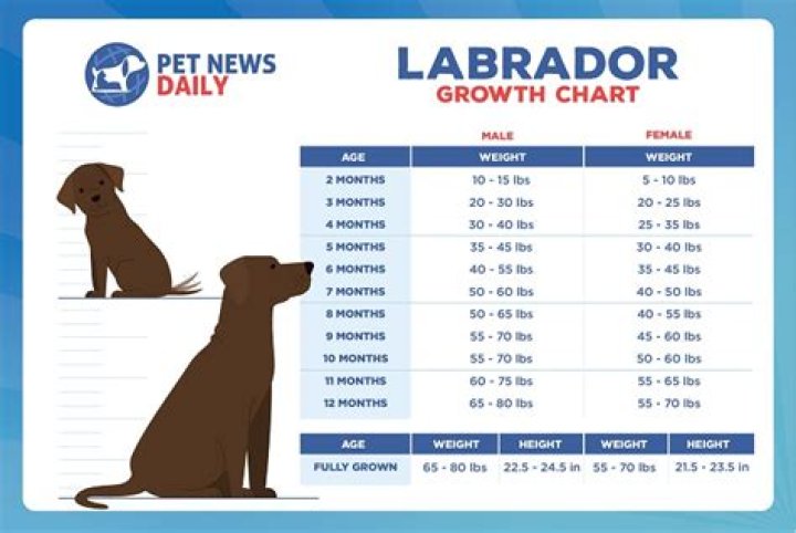 Labrador Retriever Average Weight: A Comprehensive Guide