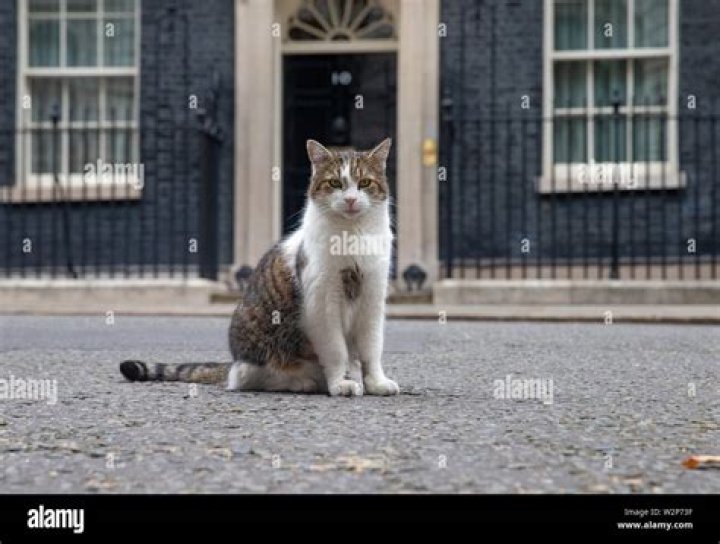 Larry the Cat at Downing Street: The Beloved Chief Mouser and His Remarkable Journey