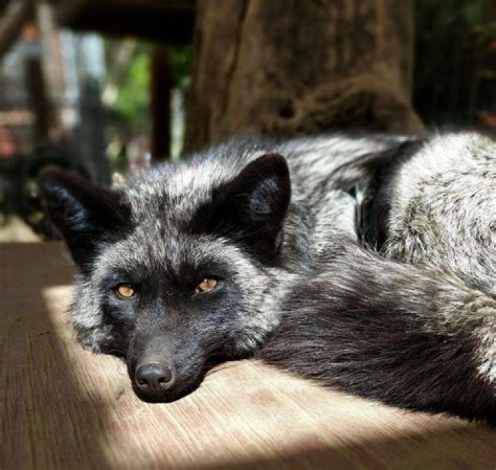 Melanistic Fox: Understanding the Unique Coloration and Behavior