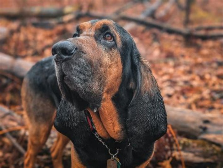 Remembering Bloodhound Lil Jeff: A Legacy of Loyalty and Love
