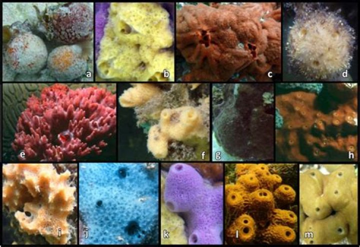Seaponge Lifespan: Understanding the Life Cycle and Longevity of Sea Sponges