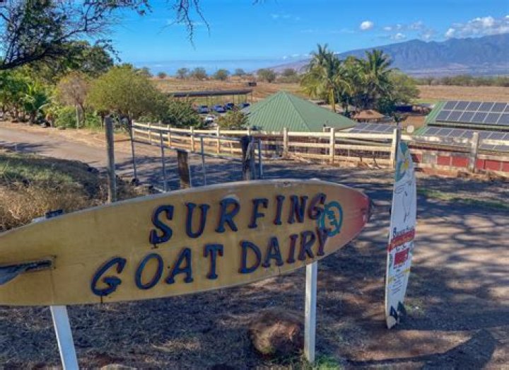 Surfing Goat Dairy Kula: A Unique Farming Experience in Hawaii