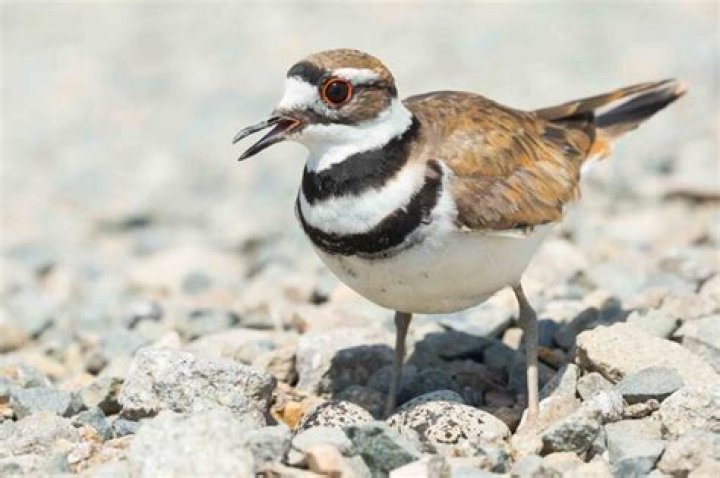 The Dumbest Bird Species: A Look at Nature's Quirky Avian Friends