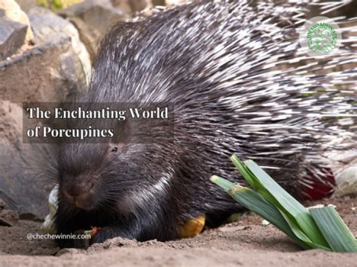 The Enchanting World of Pisces: Exploring Their Qualities and Characteristics