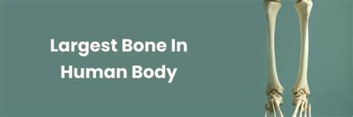 The Largest Bone in the Human Body: Everything You Need to Know