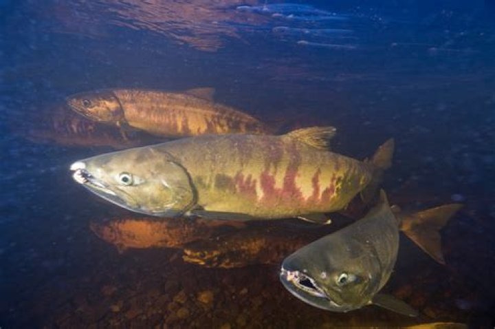 Understanding Chum Height: A Comprehensive Guide