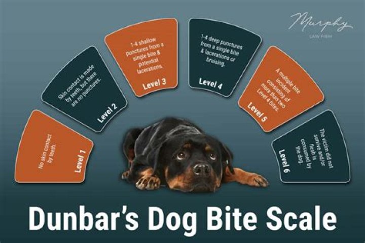 Understanding the Bambino Breed: A Comprehensive Guide