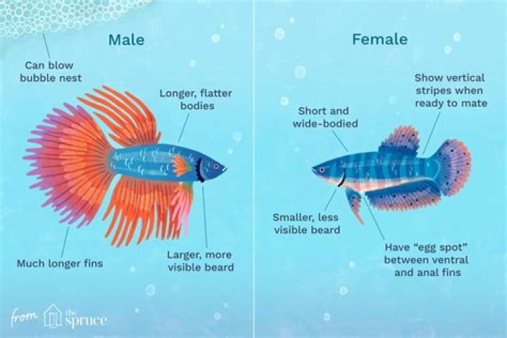 Understanding the Downsides of Bettas with Lobster Tails
