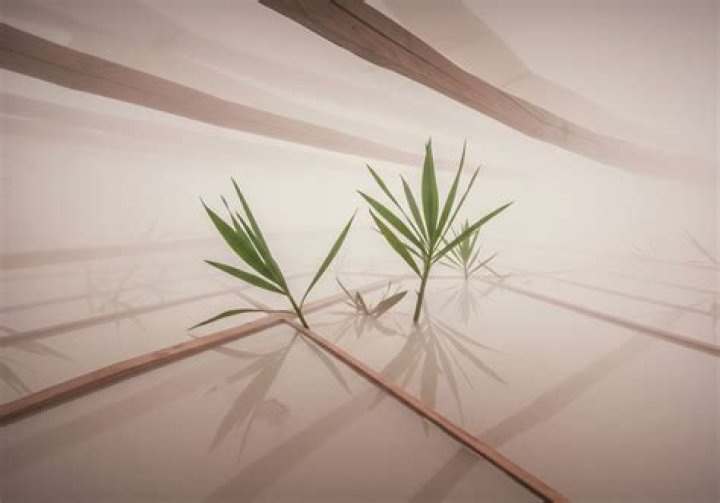 Understanding the Impact of Comment Songs on Music Engagement